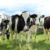 ZADF sets milk production target at 108 million litres